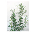 Modern Art Abstract Plant Watercolor Poster Print