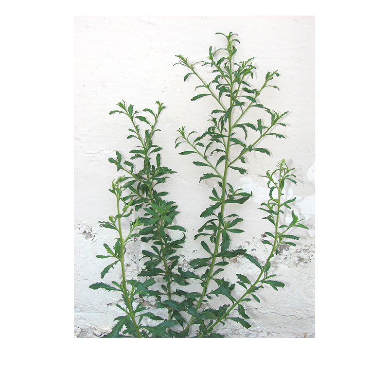 Modern Art Abstract Plant Watercolor Poster Print